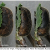 sat acaciae pupa4 volg